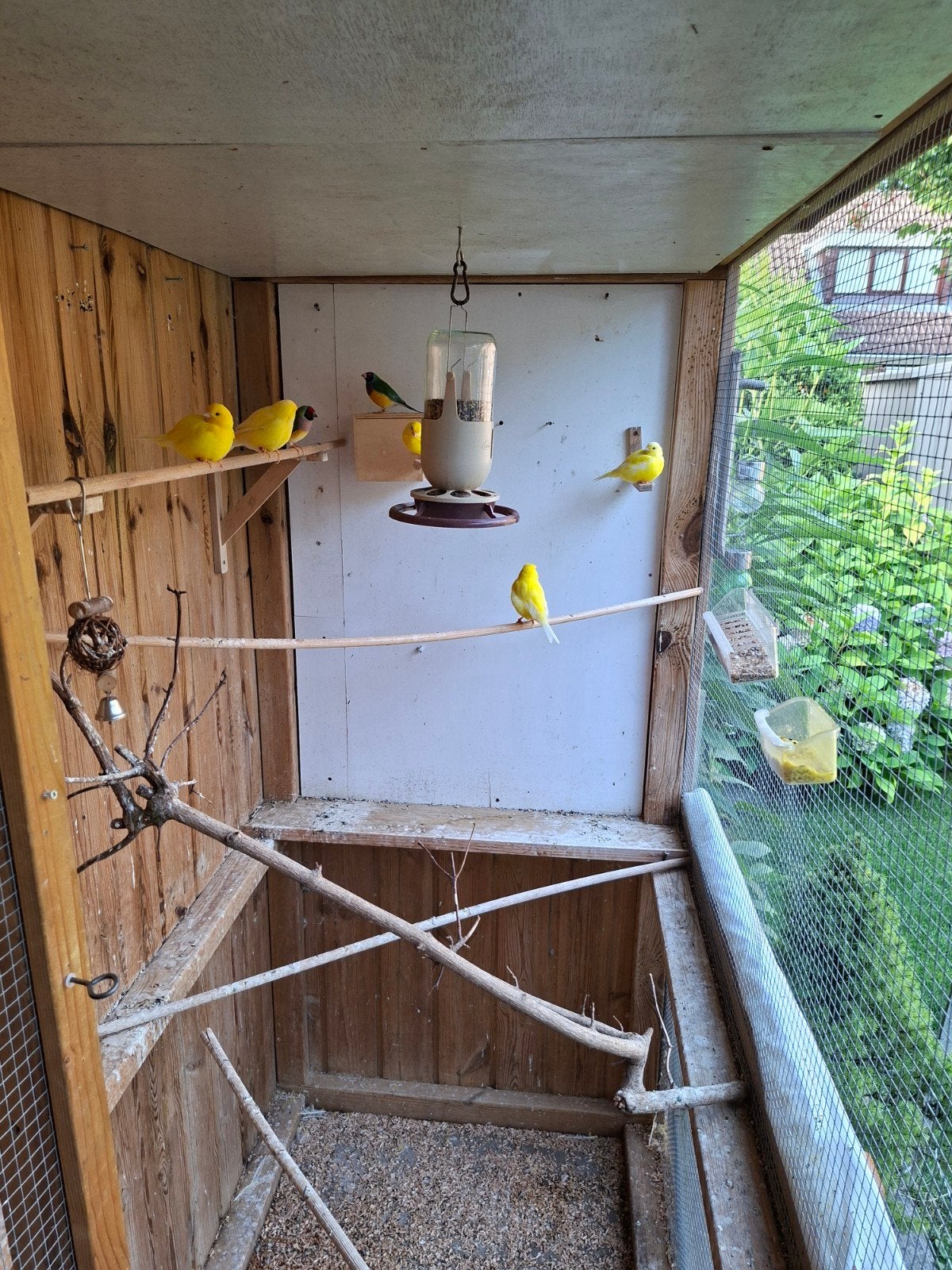 5 gele Kanaries te koop, 3 poppen en 2 mannetjes., Meerdere dieren