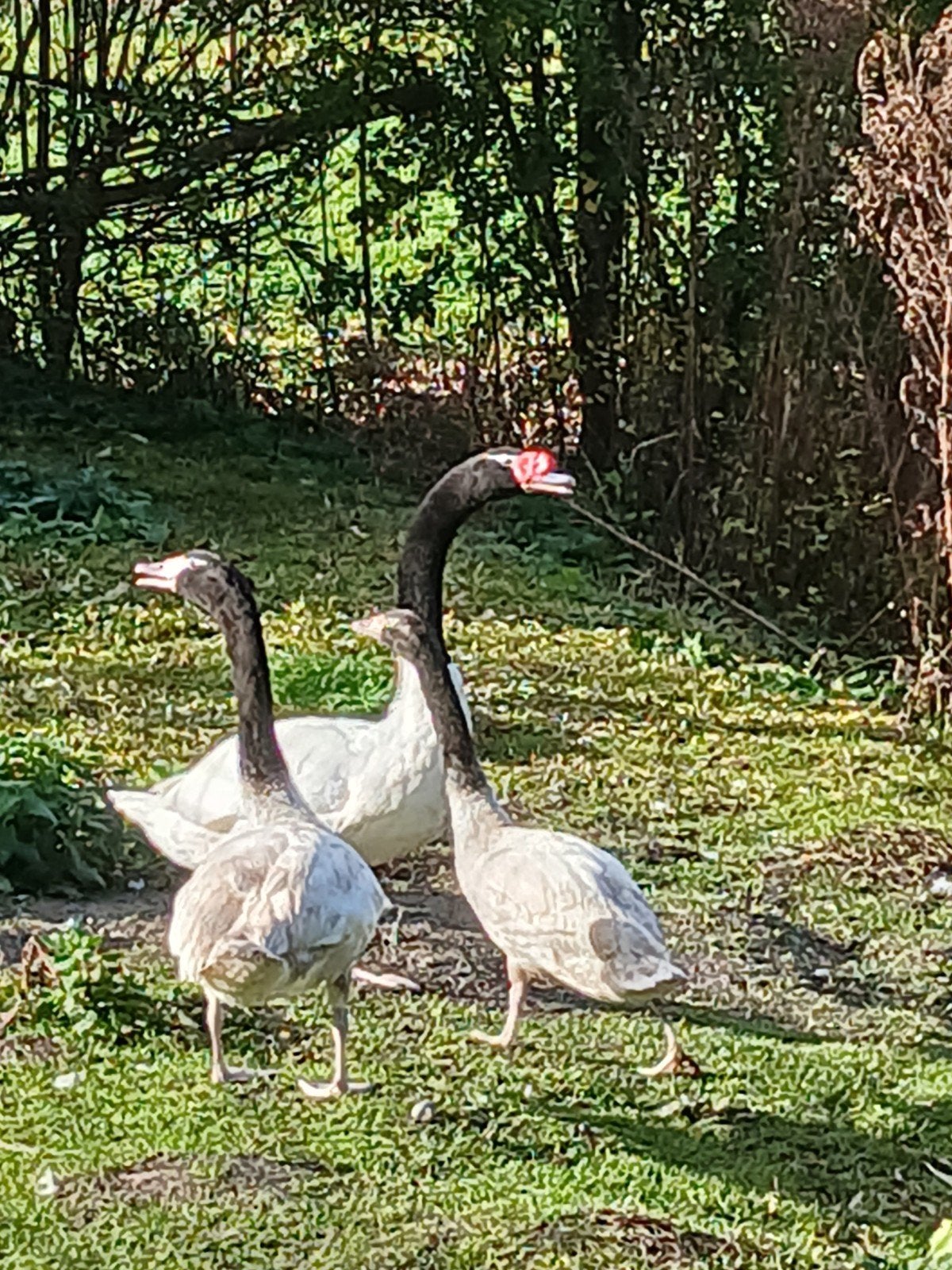 Zwarthals zwanen, Dieren en Toebehoren, Meerdere dieren, Gans of Zwaan
