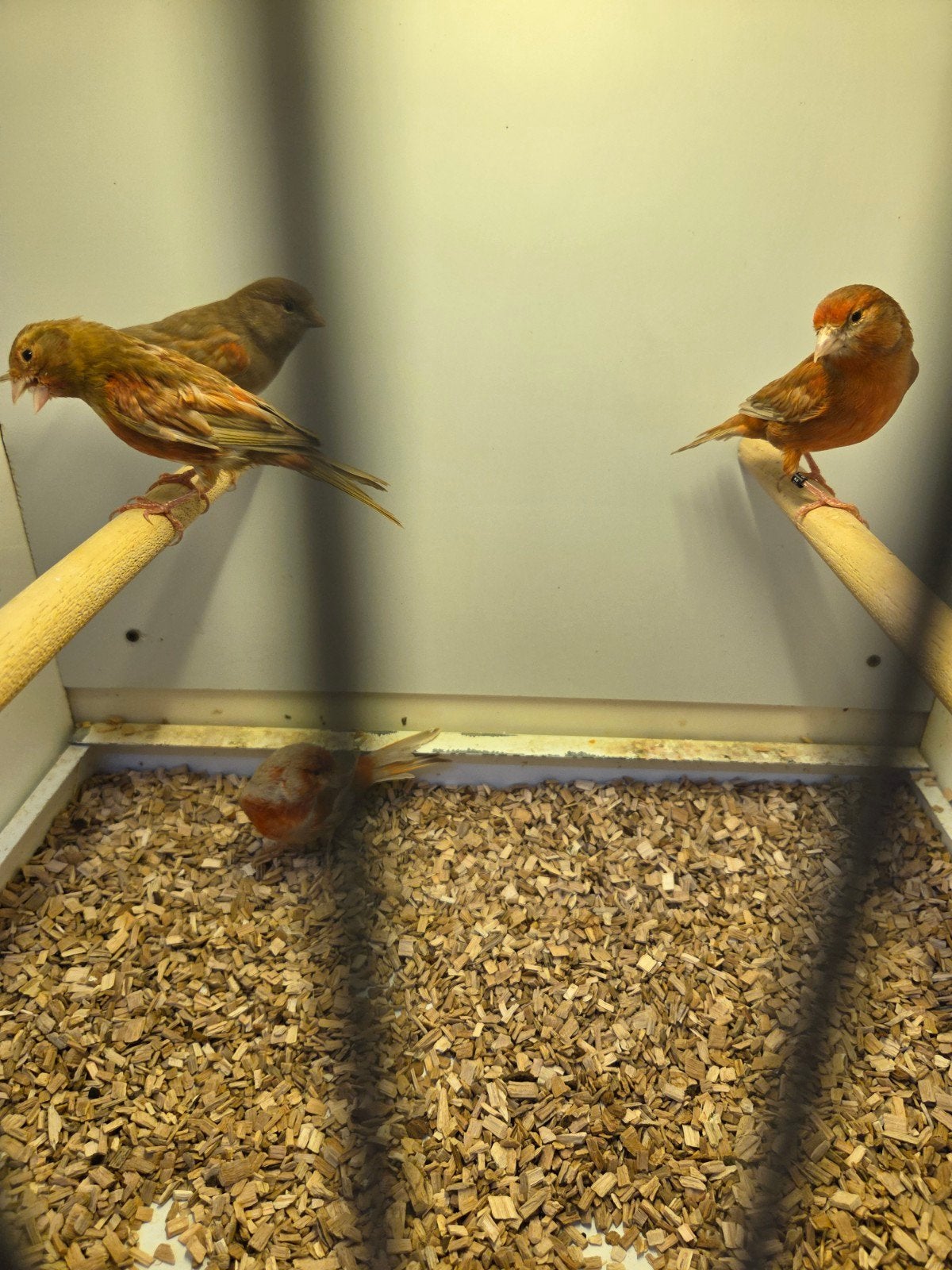 Kanaries roodbruin, Meerdere dieren, Kleurkanarie