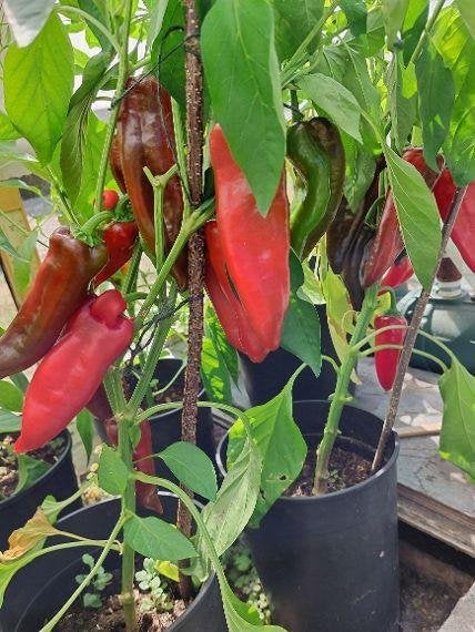 zaden paprika Early Perfect Italian, Verzenden, Voorjaar, Volle zon, Zaad