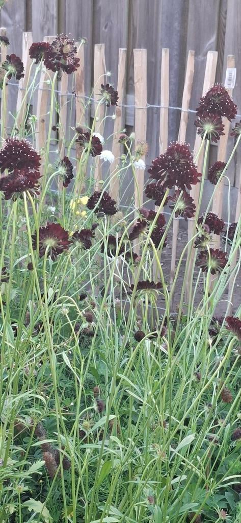 Scabiosa Black Knight, Ophalen of Verzenden, Eenjarig, Overige soorten, Volle zon