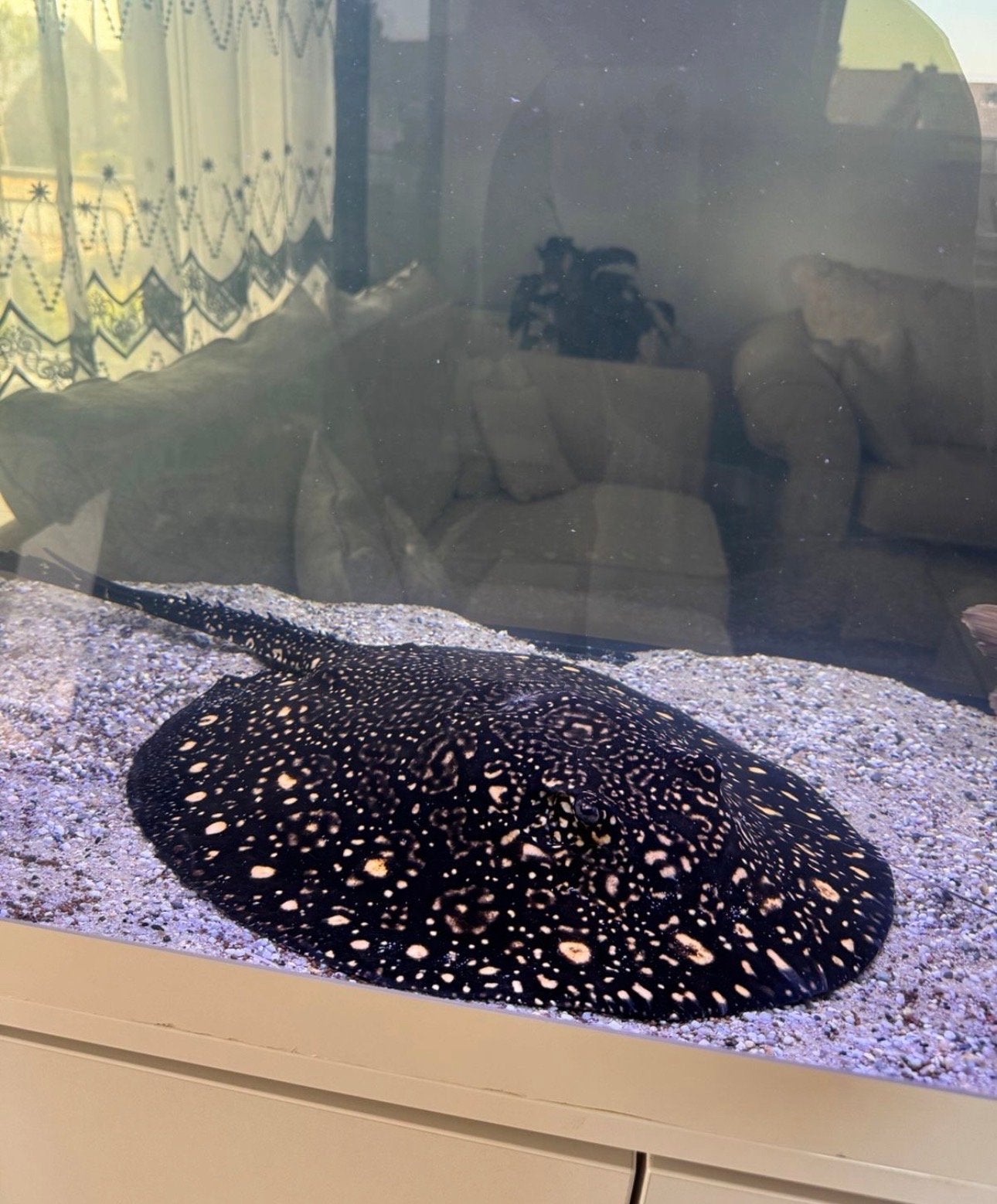 Potamotrygon, Vis
