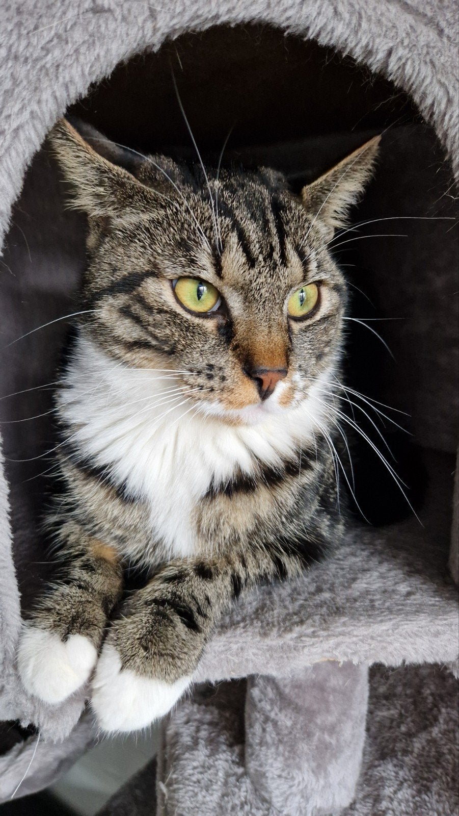Gesteriliseerd Europese korthaar poes 19 maanden oud., 0 tot 2 jaar