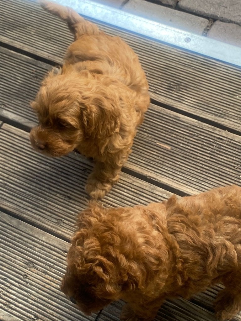 toy poedel pups mogen naar een nieuw huisje, Poedel, Parvo, 8 tot 15 weken, Meerdere