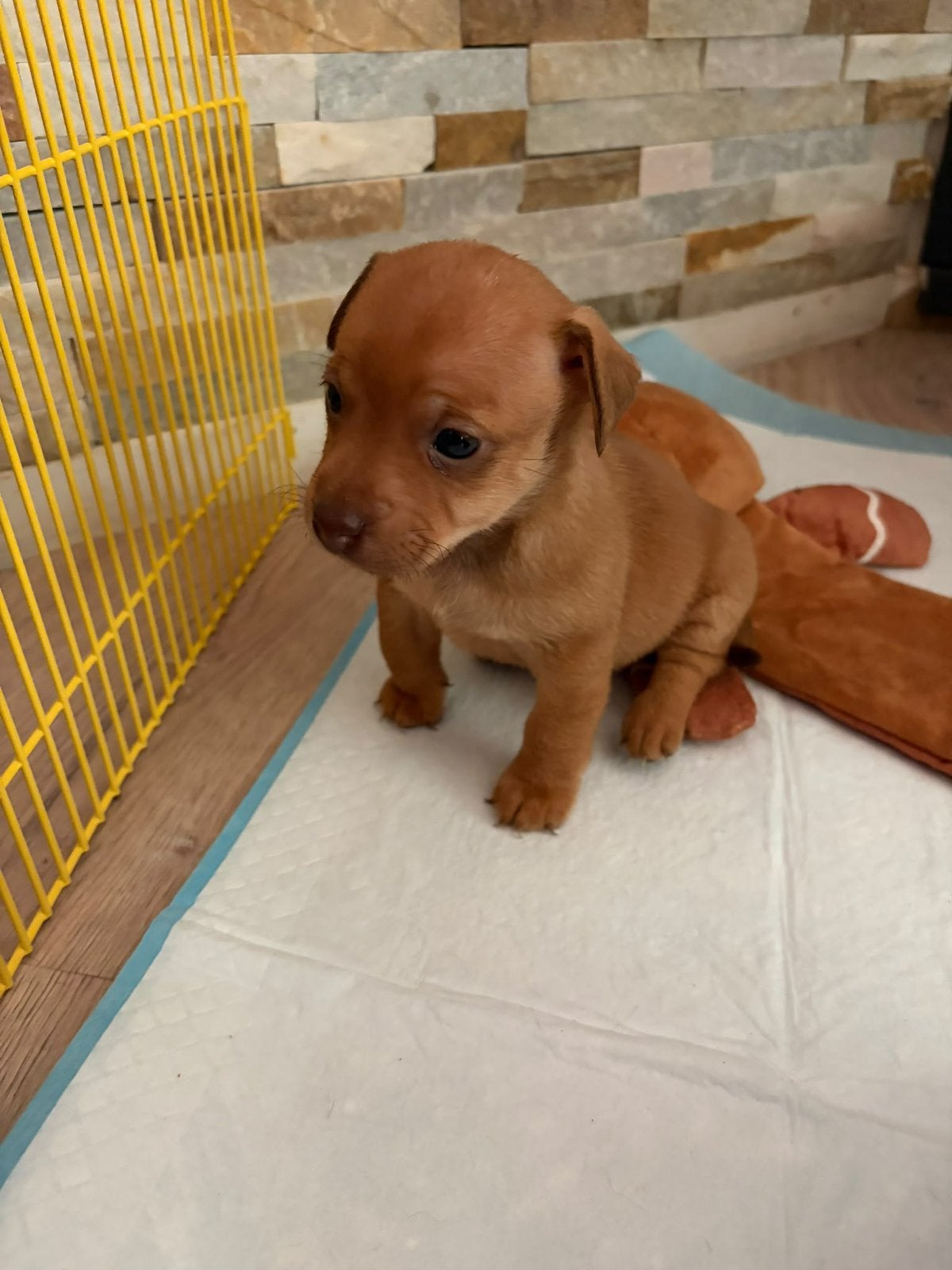 Jack russel pups, Overige rassen, 8 tot 15 weken, Meerdere, Meerdere dieren