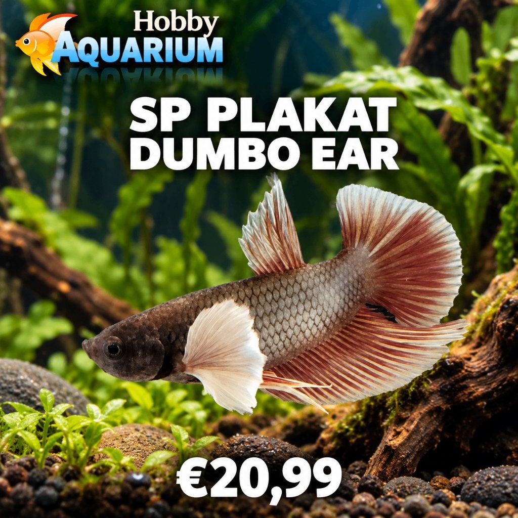 Hobbyaquarium  Betta SP Plakat Dumbo Ear Zat 17 okt 10/17uur, Vis, Zoetwatervis