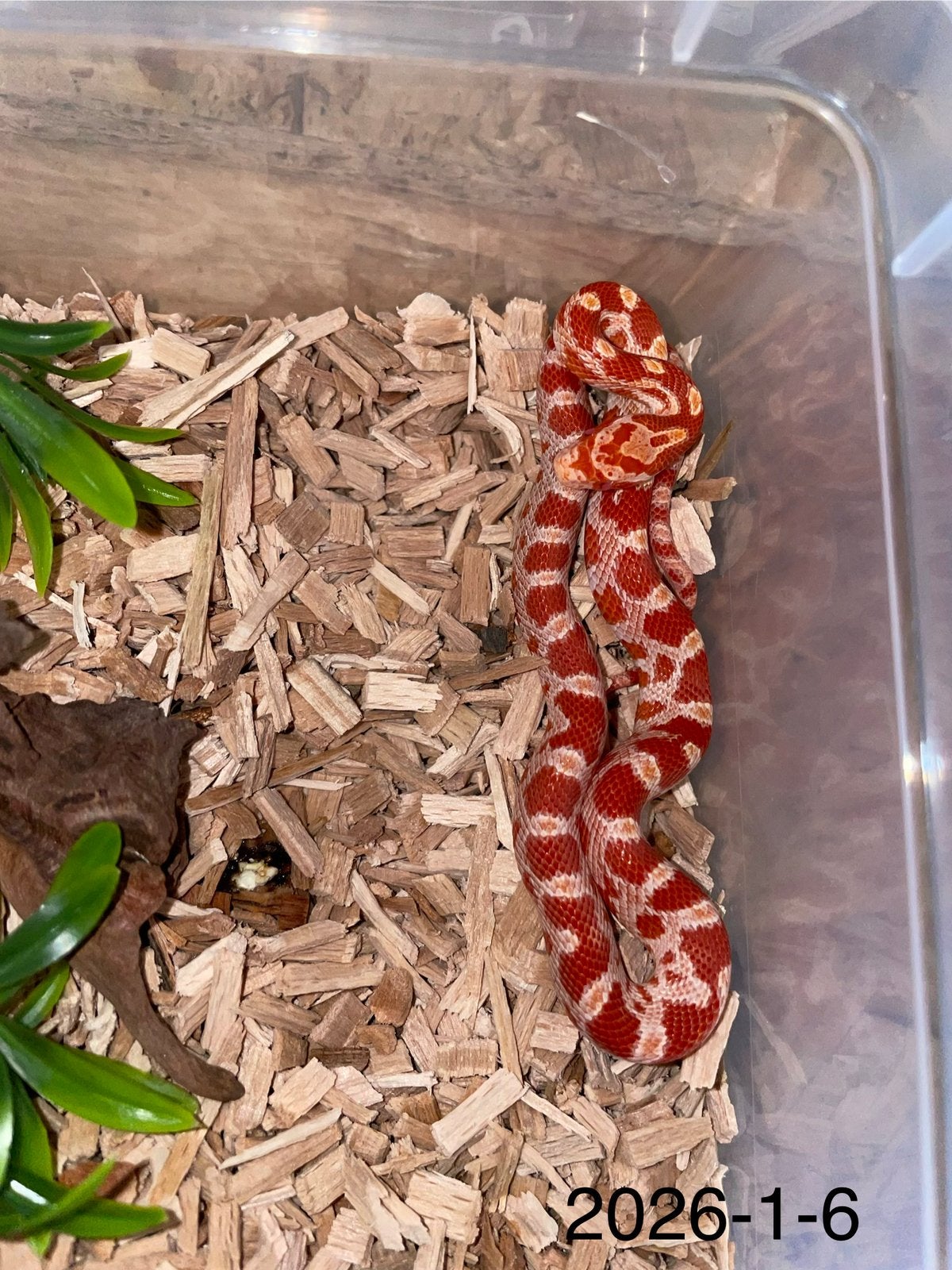 Jonge Rattenslangen div morphs Rat Snake photo 6