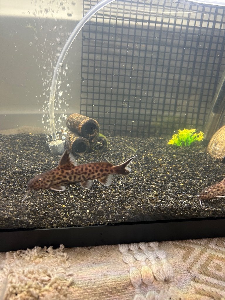 Synodontis perticola, Dieren en Toebehoren, Vissen | Aquariumvissen, Vis, Zoetwatervis