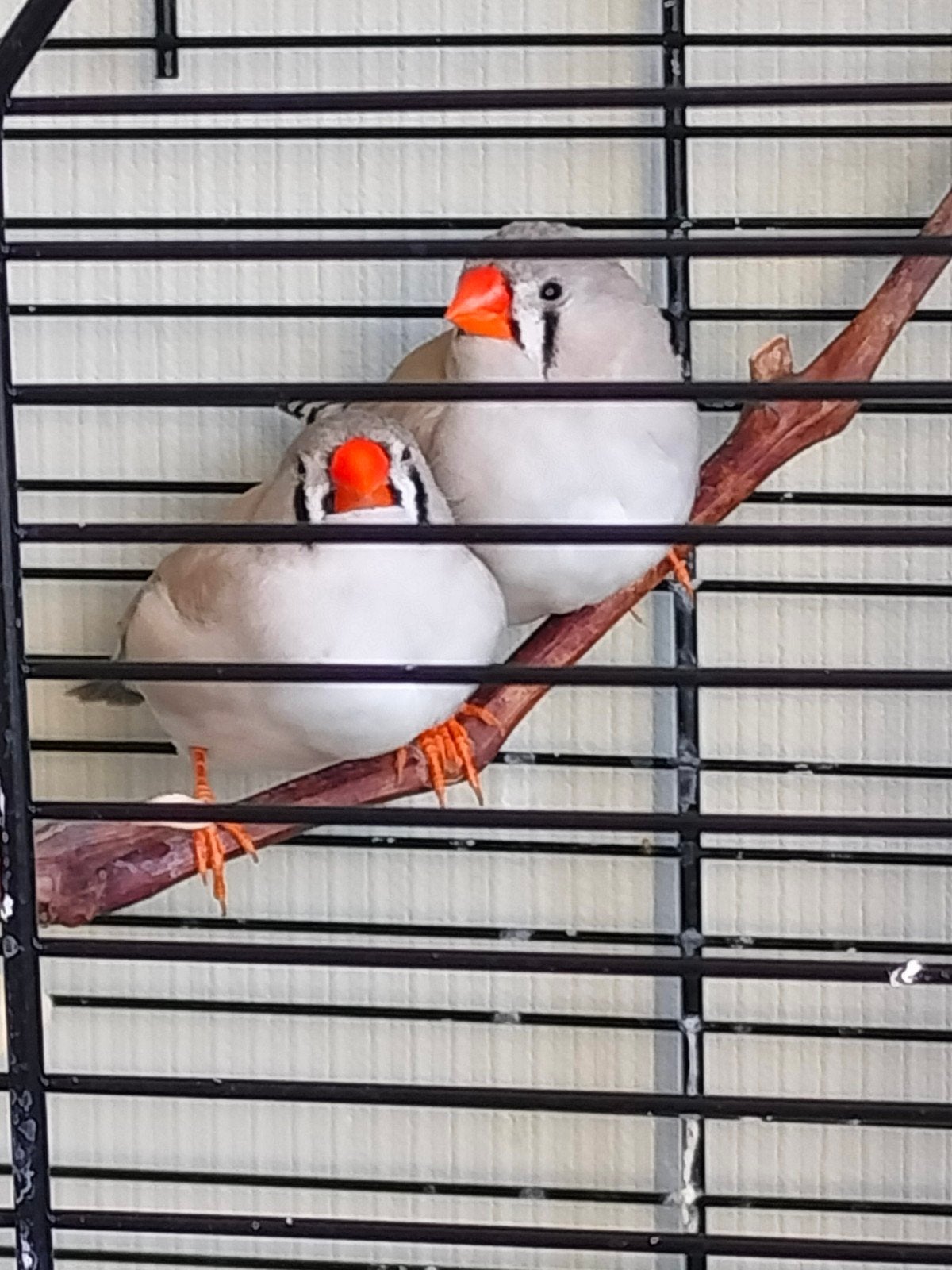 Jonge zebravinken popjes wildkleur, Dieren en Toebehoren, Vogels | Overige Vogels, Vrouwelijk, Tropenvogel