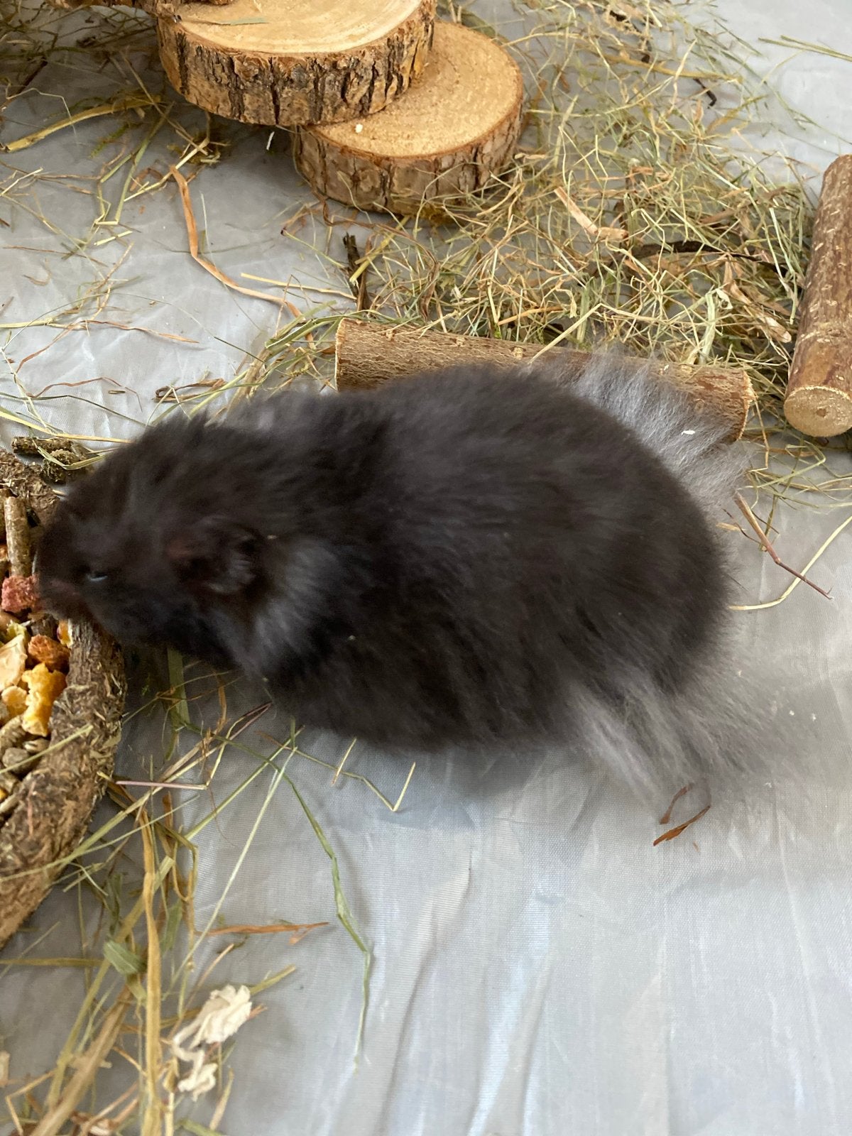 Syriche hamster 2 maandjes oud, Hamster, April, Mannelijk, Tam