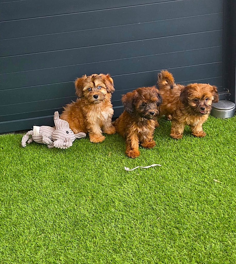 Hele leuke Maltipoo pups in verschillende kleurtjes, Poedel, Parvo, Nederland, 8 tot 15 weken