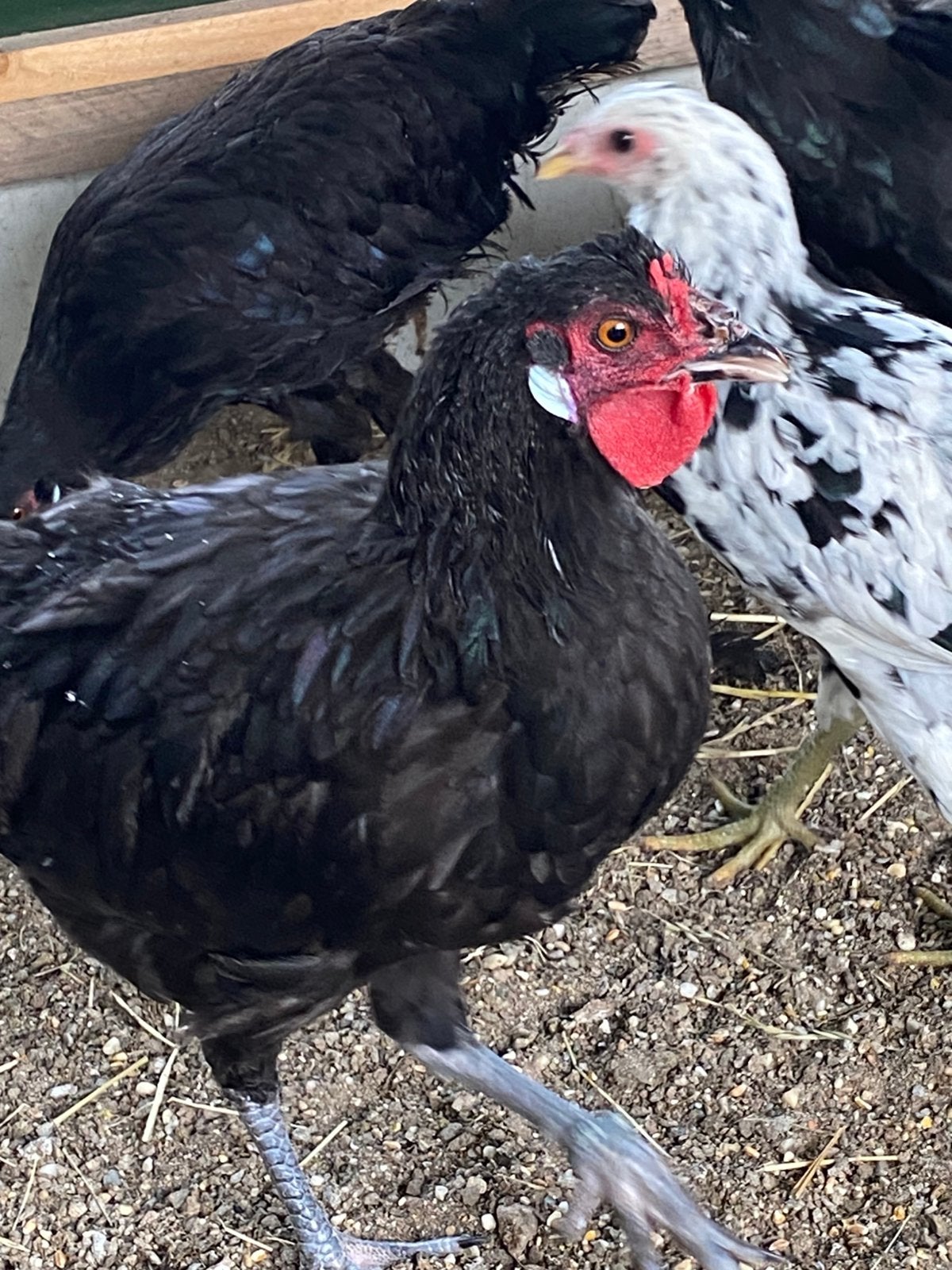 La fleche koppel, hen +haan, Dieren en Toebehoren, Meerdere dieren, Kip