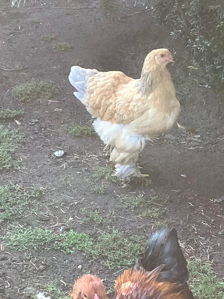 Broedeieren!, Dieren en Toebehoren, Pluimvee, Vrouwelijk, Kip