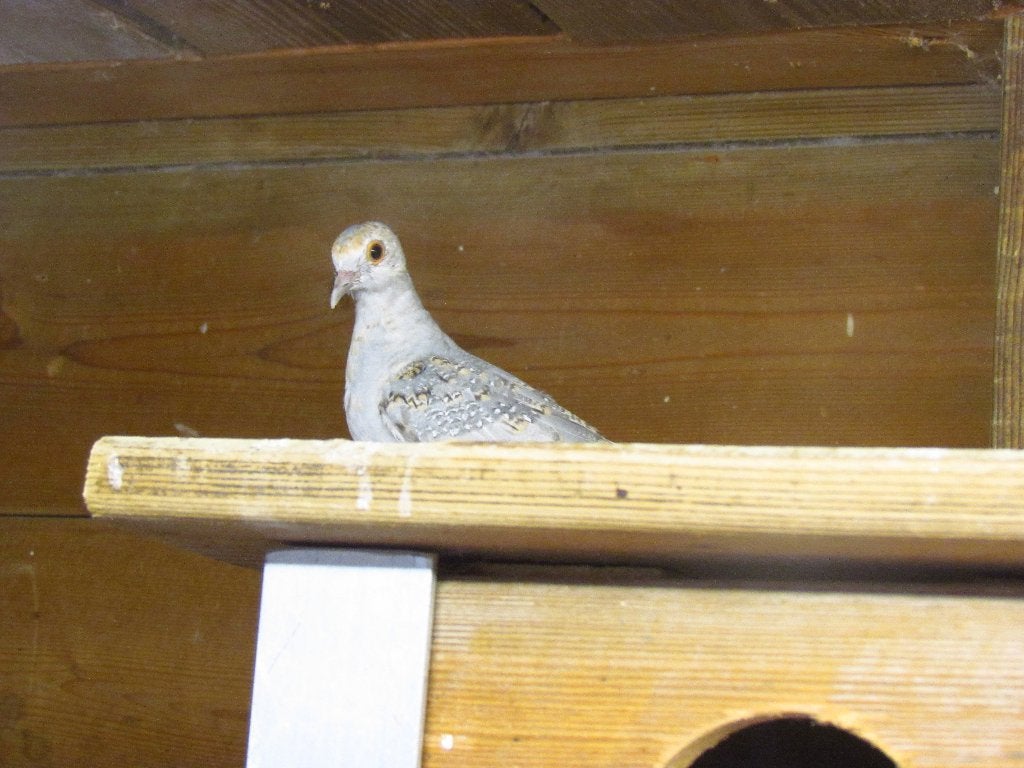 diamant duifjes, Dieren en Toebehoren, Vogels | Duiven, Geslacht onbekend, Overige soorten