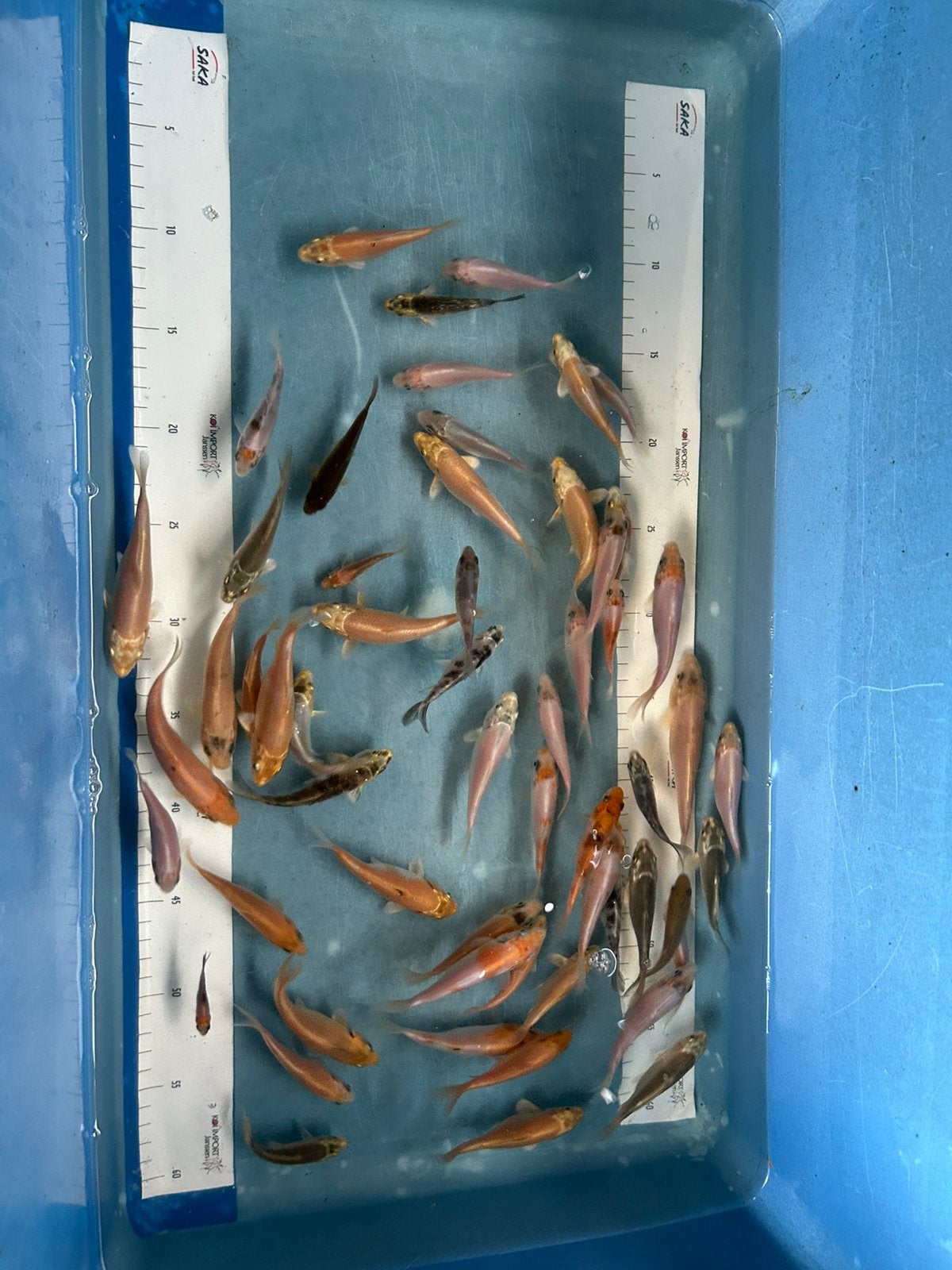 Koi te koop 5-10 cm eigenkweek met garantie, Karper of Koi
