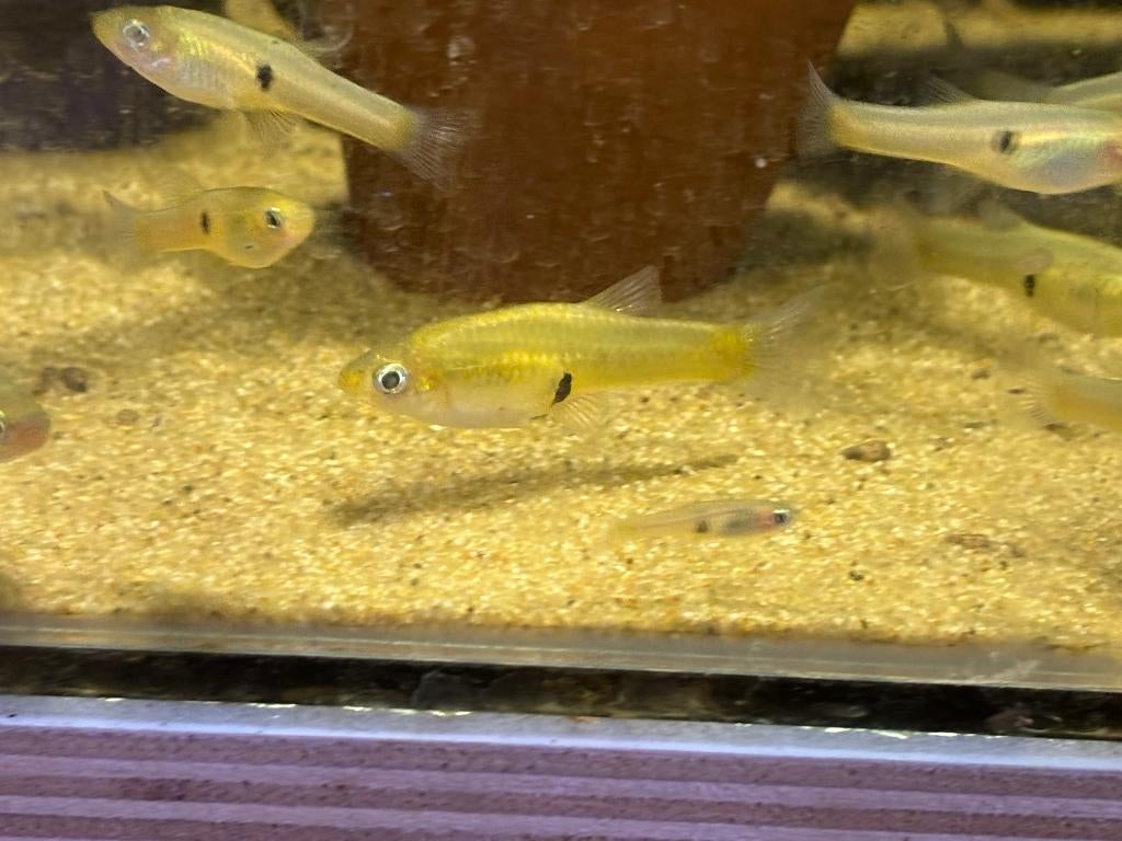Girardinus uninotatus, Vis, Zoetwatervis