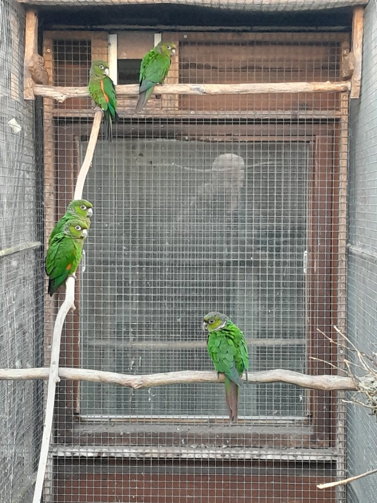 Diverse pyrrhura's, jong en overjarig., Dieren en Toebehoren, Meerdere dieren, Parkiet, Geringd