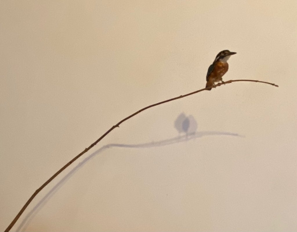 Ijsvogel, Ophalen of Verzenden, Zo goed als nieuw, Vogel, Opgezet dier
