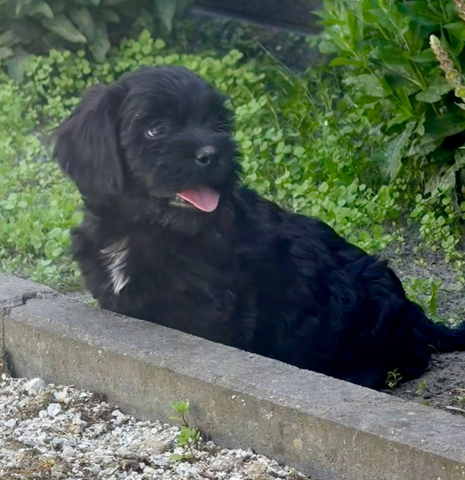 Leuke boomer pups nog 4 teefjes, Dieren en Toebehoren, Parvo, Overige rassen, 8 tot 15 weken, Meerdere