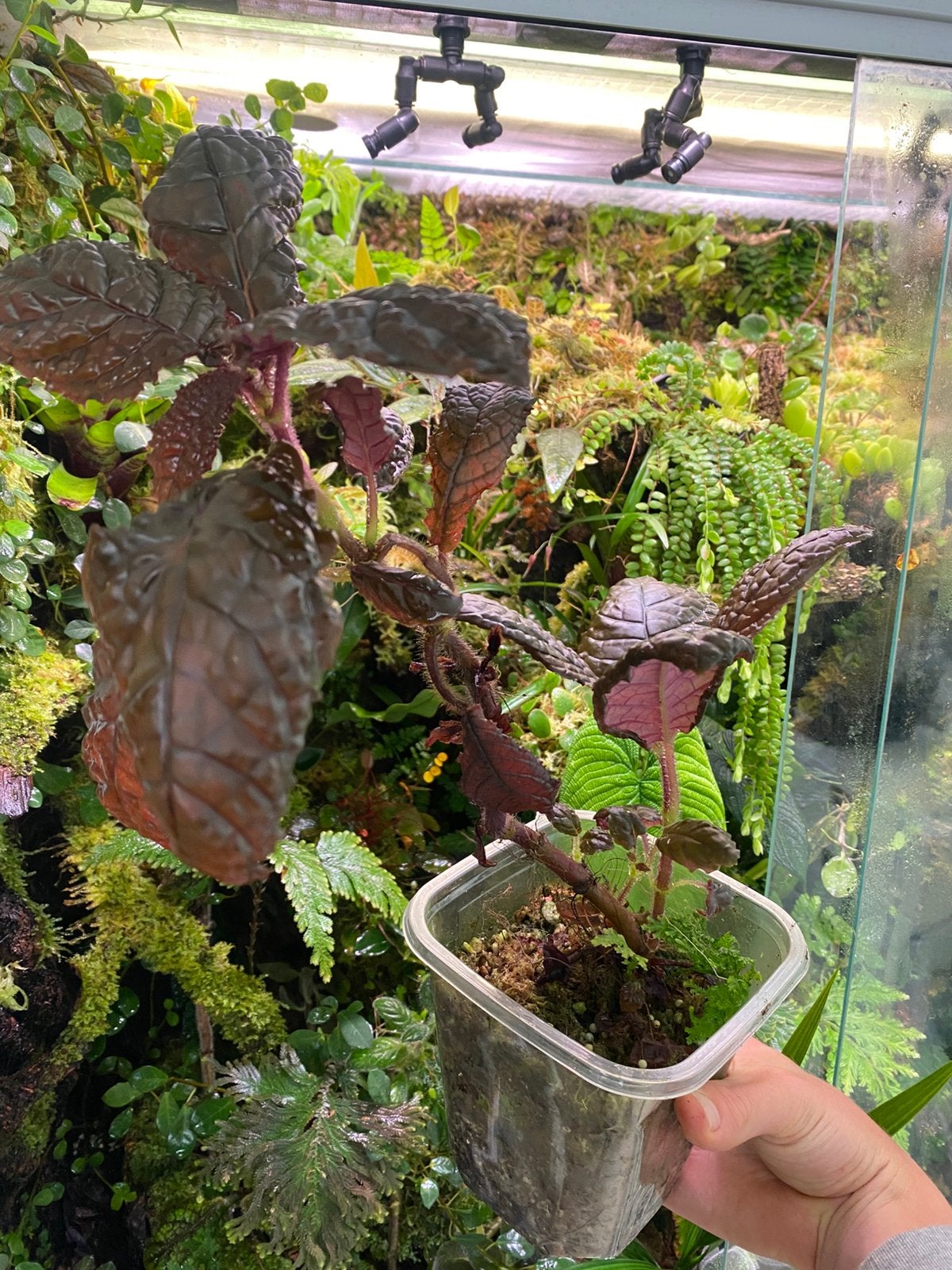 Nautilocalyx bullatus - ZELDZAAM EN UNIEK, Huis en Inrichting, Ophalen of Verzenden