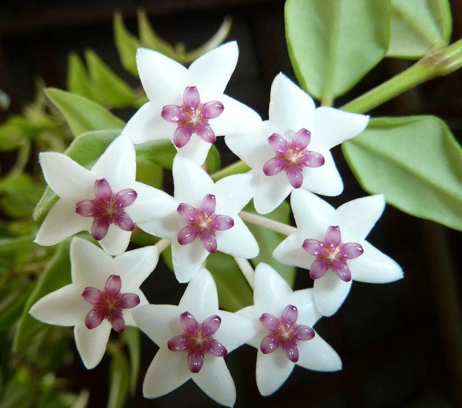 Hoya bella, Ophalen of Verzenden, Halfschaduw, Minder dan 100 cm