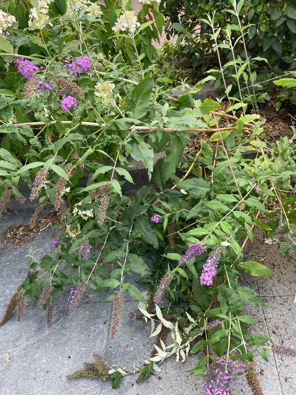 Vlinderstruik paars, Tuin en Terras, Planten | Struiken en Hagen, Ophalen, Vlinderstruik, Struik, Minder dan 100 cm