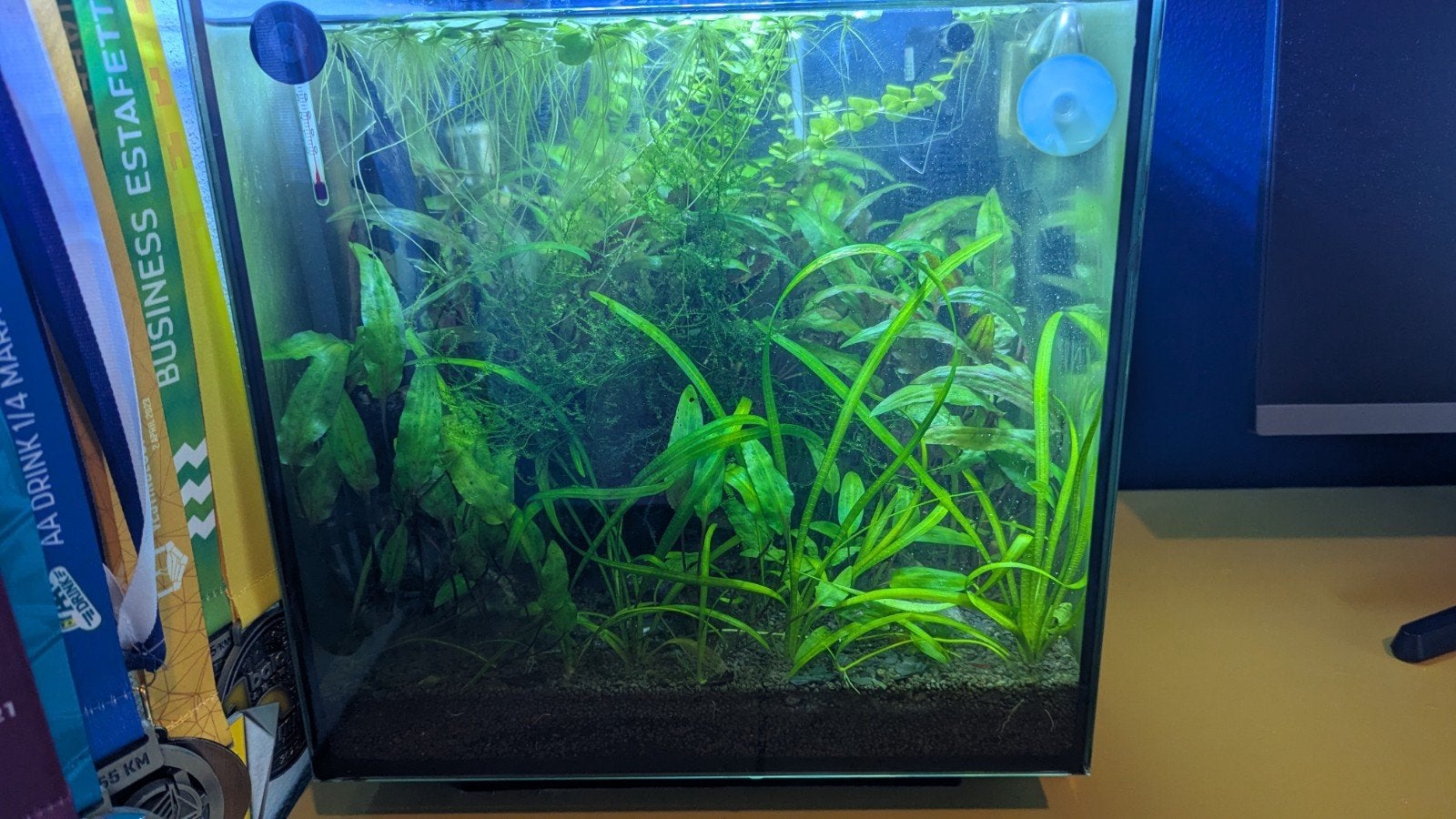 Superfish qubic 30, Ophalen