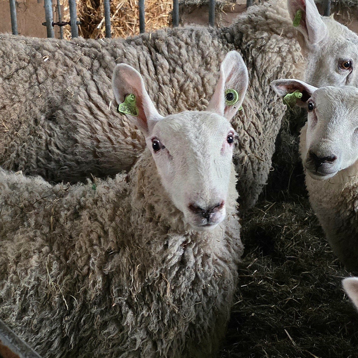 Border Leicester ram lam (kruising), Mannelijk, Schaap, 0 tot 2 jaar