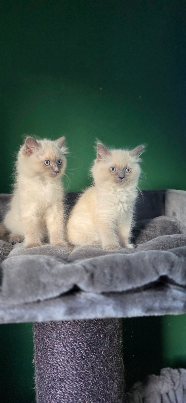 Twee lieve ragdoll katertjes van 11 weken oud, Kater, Gechipt