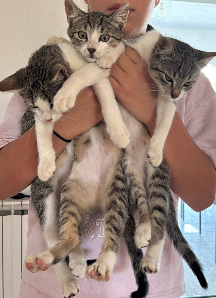 3 lieve kittens – 2 katertjes & 1 poesje, Dieren en Toebehoren, Meerdere dieren