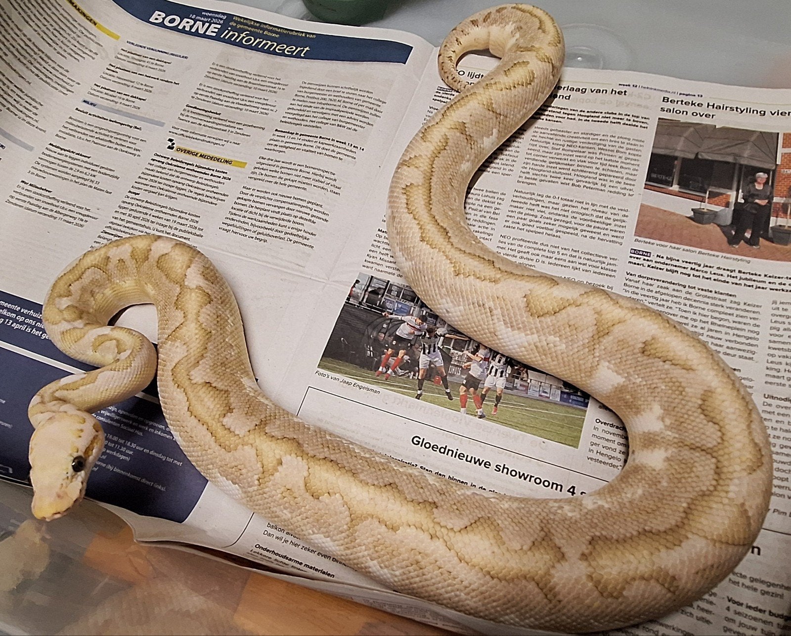 Bamboo spotnose pastel 100%het clown Ball Python photo 3
