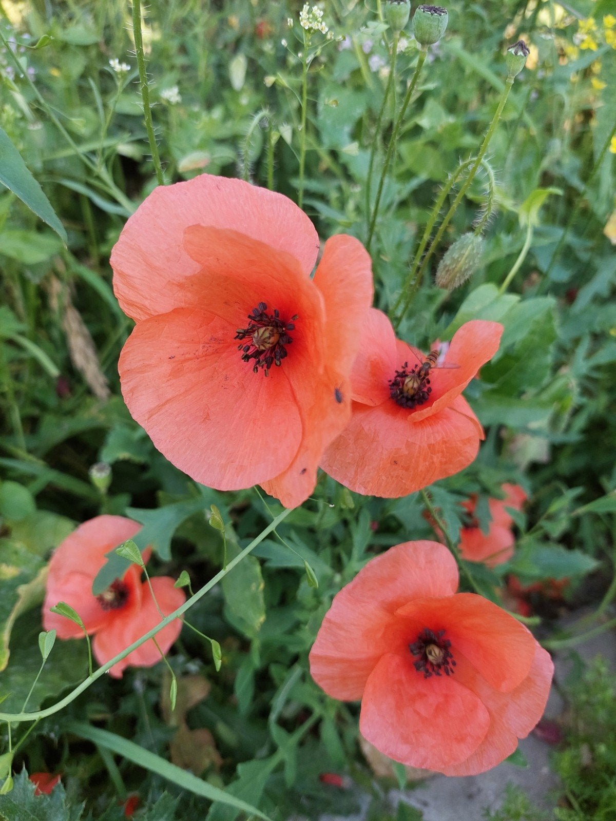 BIO Bloemenzaden (Klaproos, duizendblad, akelei etc.), Ophalen of Verzenden, Voorjaar, Volle zon, Zaad