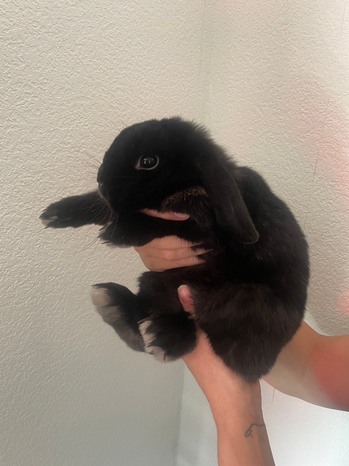 Zwart mini lop konijn, Mannelijk, Dwerg, Hangoor, 0 tot 2 jaar