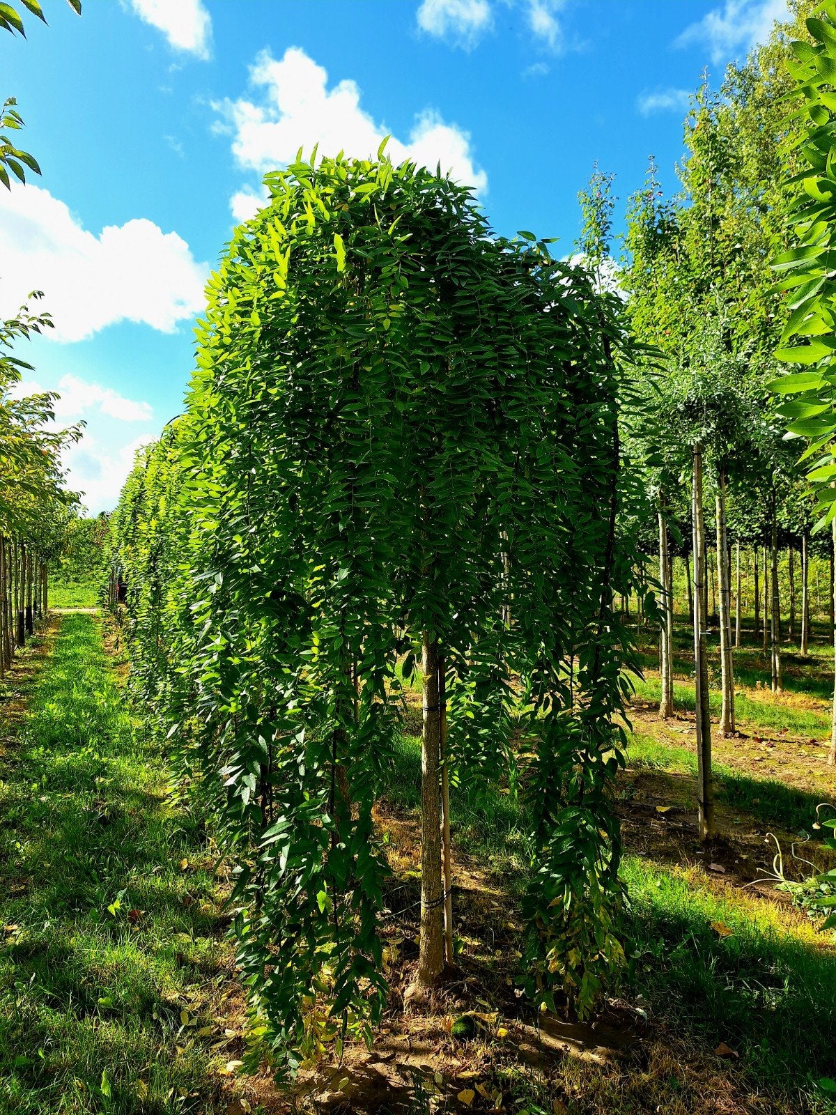 Sophora japonica 'Pendula' 🌳 honingboom  / treurboom, Tuin en Terras, Ophalen, Volle zon, Overige soorten, Minder dan 100 cm