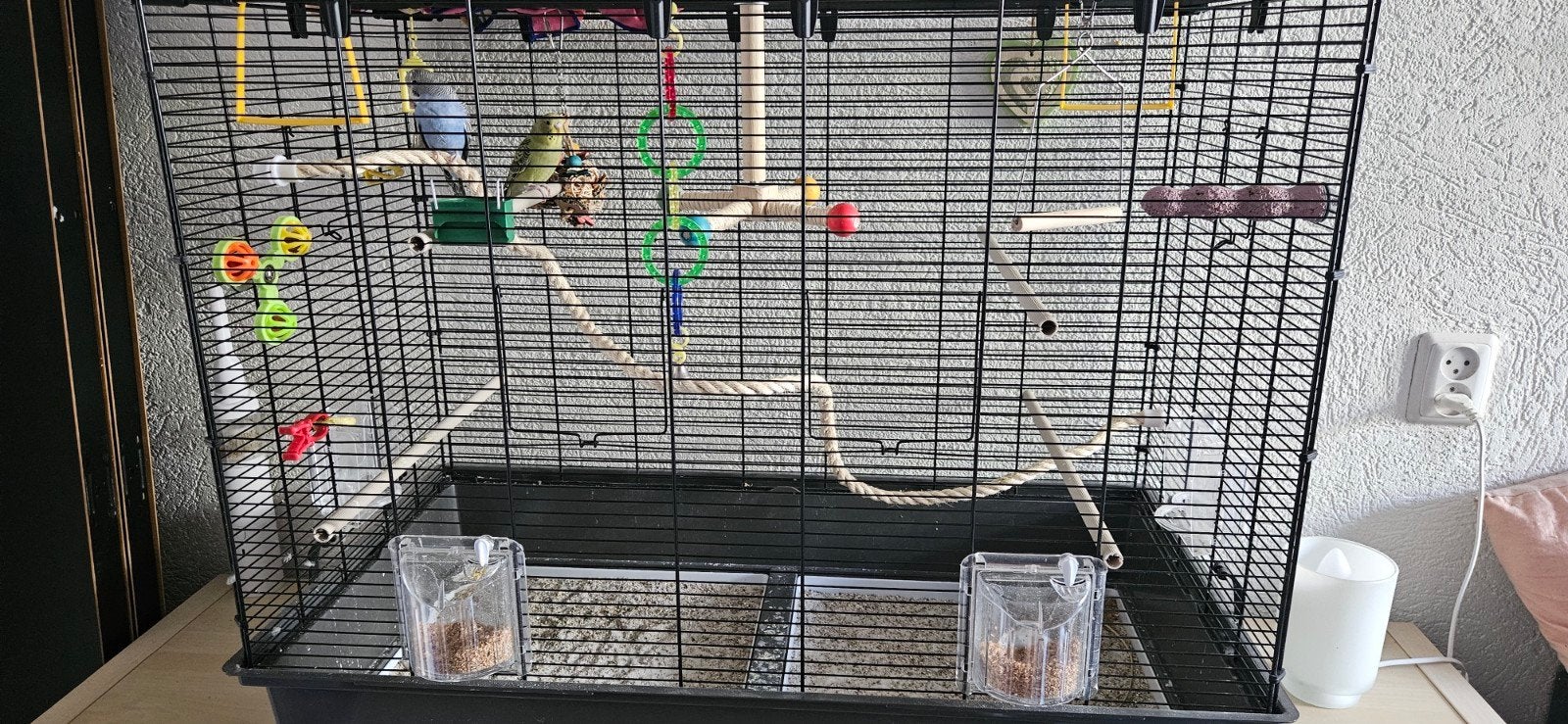 2 jonge grasparkieten, Meerdere dieren, Parkiet