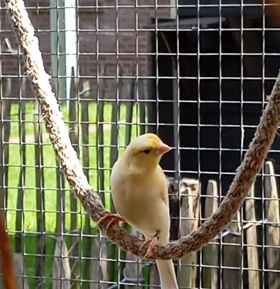 Kanaries, Meerdere dieren, Kleurkanarie