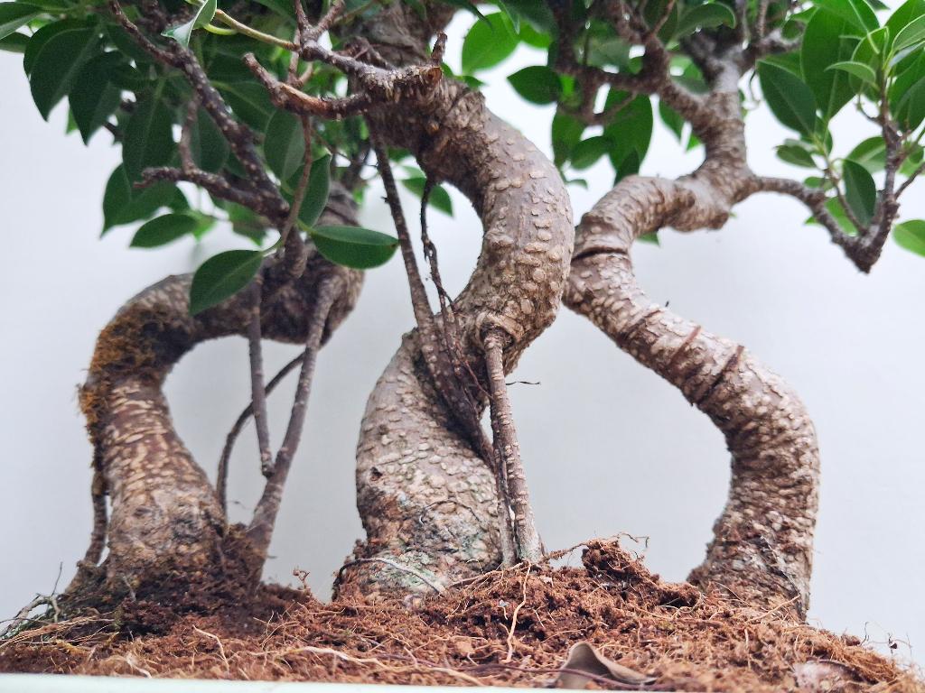 Bonsai Forrest (bosje 3 stuks)- Ficus Jubara- 33 cm Hoog, In pot, Minder dan 100 cm, Bonsai, Groene kamerplant