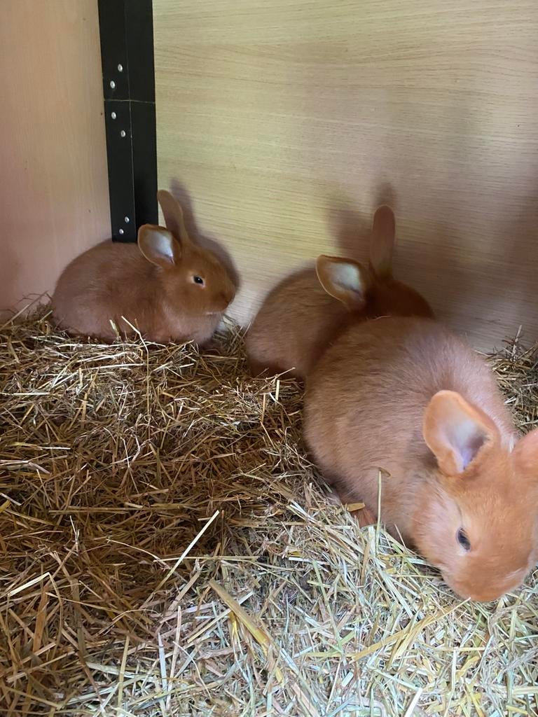Raszuivere Rode Nieuw Zeelanders, Dieren en Toebehoren, Konijnen, Meerdere dieren, Middelgroot