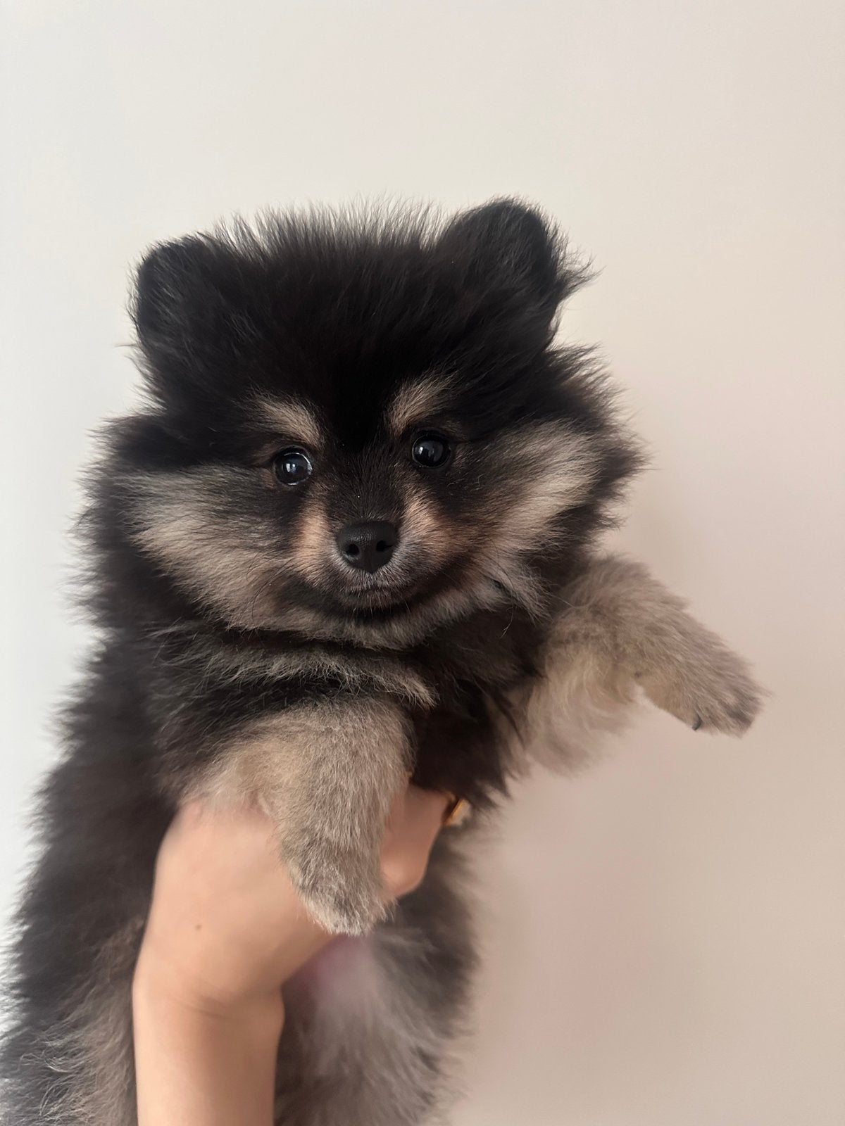 Pomeriaan teefje black en tan, Particulier, Keeshond, Rabiës (hondsdolheid), 15 weken tot 1 jaar