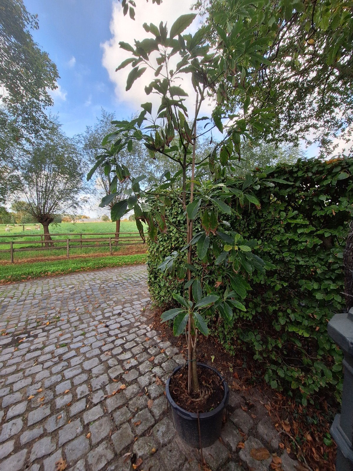 Avocado bomen in pot, Overige soorten, Lente, 250 tot 400 cm, Ophalen