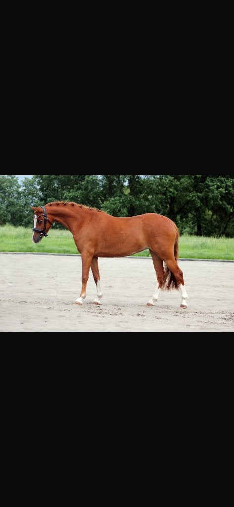 B welsh pony merrie, Dieren en Toebehoren, Merrie, Met stamboom, Dressuurpony, Niet van toepassing