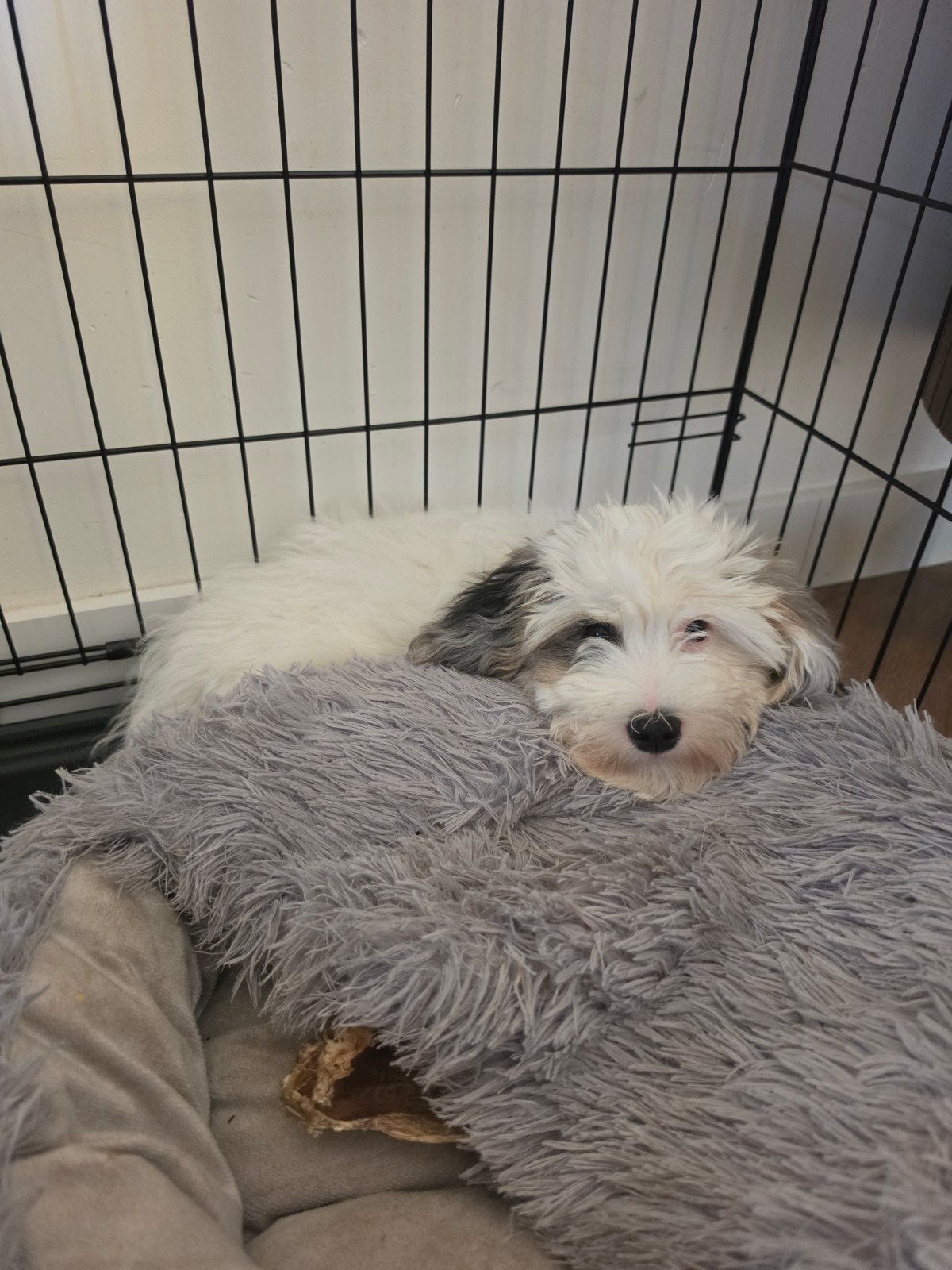 puppy maltezer shih tzu mix boomerpup, 8 tot 15 weken, Parvo, Eén hond, Nederland