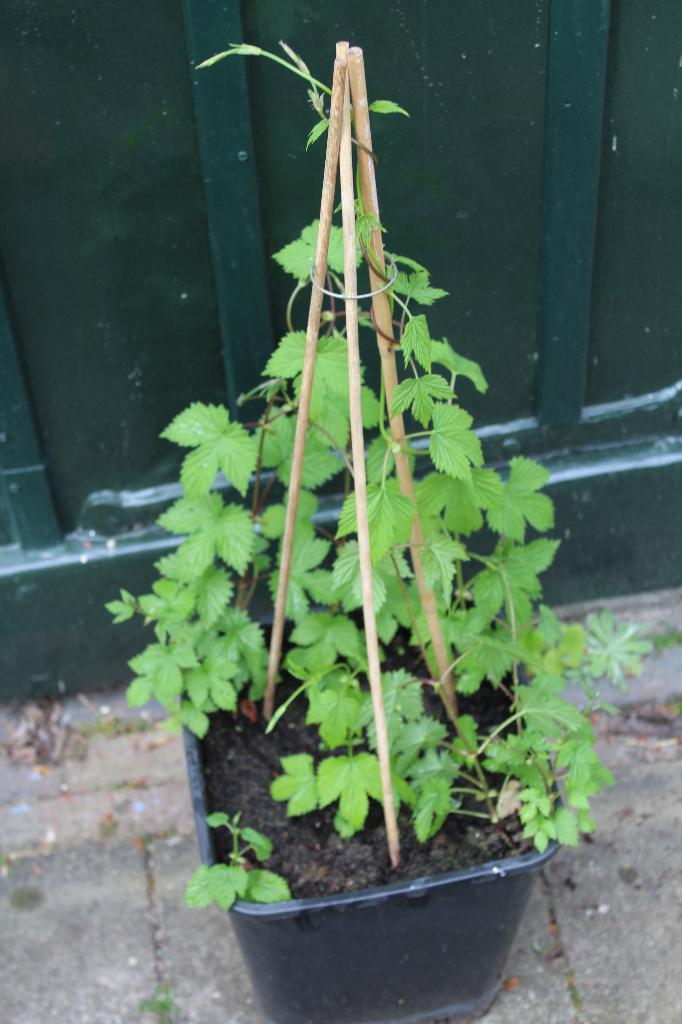 Hopplant, grote pot, Tuin en Terras, Planten | Tuinplanten, Ophalen, Volle zon, Vaste plant, Klimplanten