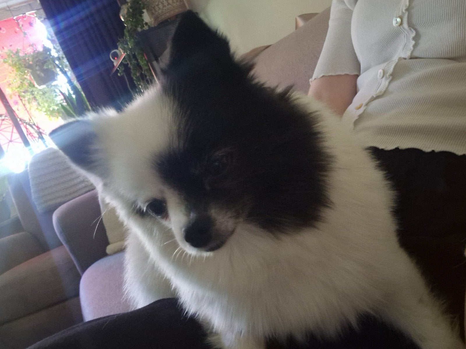 Lieve Pomeriaan, Keeshond, Teef, Parvo, Eén hond