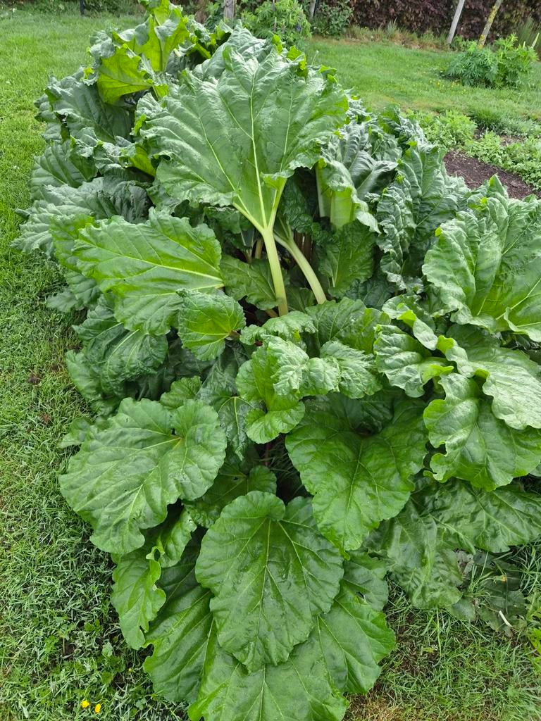 Rabarber zelf vers komen plukken!, Tuin en Terras, Planten | Tuinplanten, Ophalen of Verzenden, Overige soorten, Volle zon