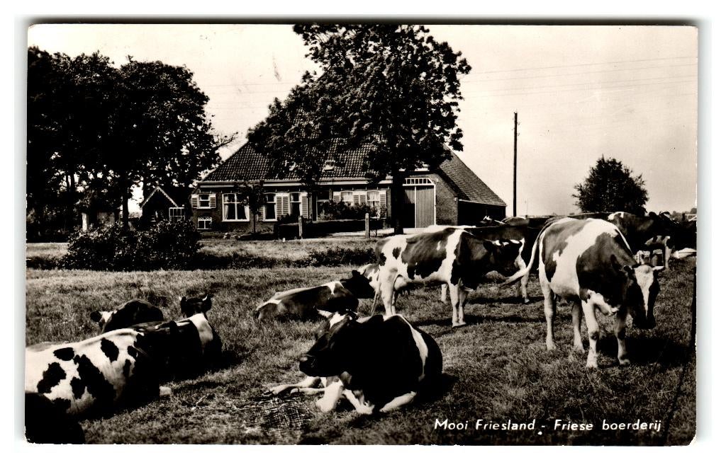 Friesland, Friese boerderij, Verzenden, 1960 tot 1980, Gelopen, Friesland