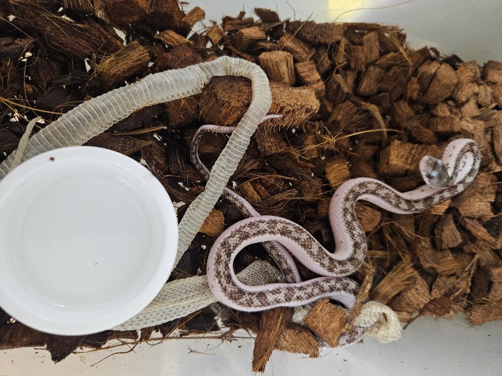Pantherophis obsoleta White sided Texaanse rattenslang, Slang, 0 tot 2 jaar