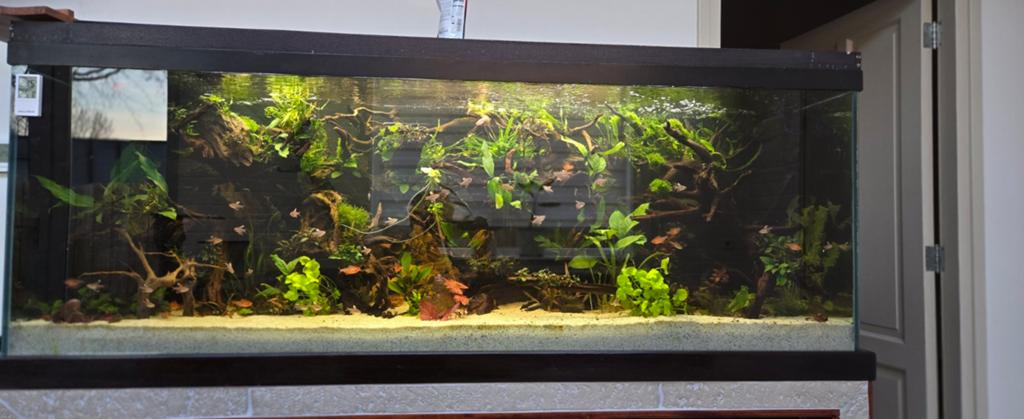 Aquarium 170x70x60 GRATIS, Dieren en Toebehoren, Ophalen of Verzenden, Kooi-accessoires