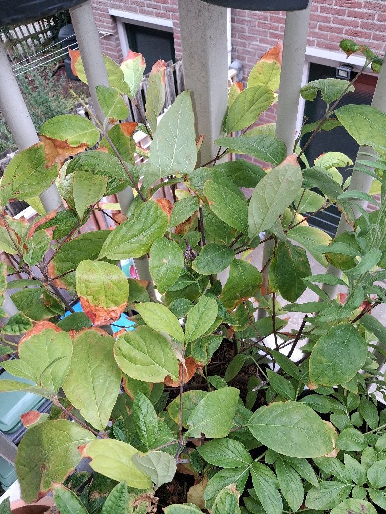 Specerijstruik, Tuin en Terras, Ophalen, Minder dan 100 cm, Overige soorten, Zomer