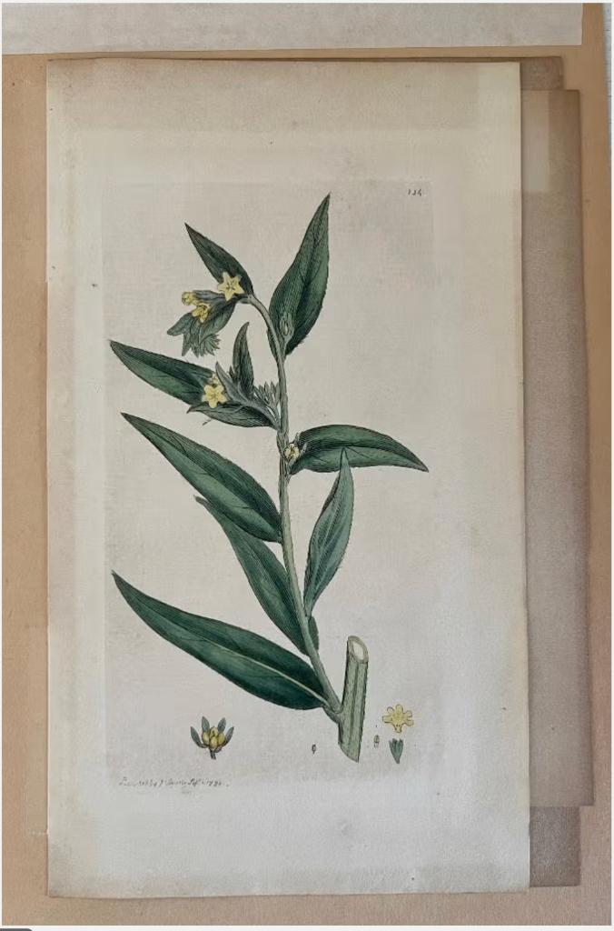 Engelse Kopergravure - James Sowerby (1793), Ophalen of Verzenden